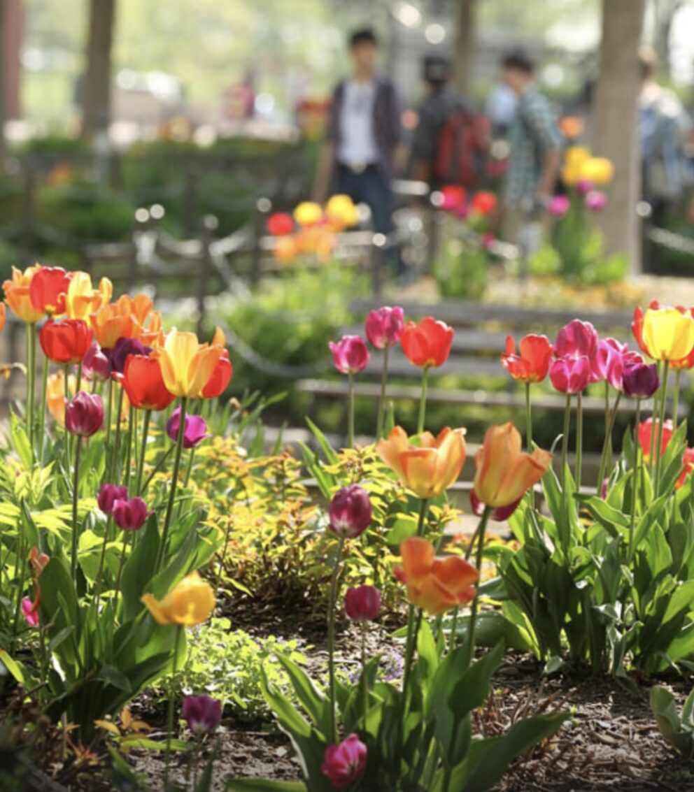 spring flowers